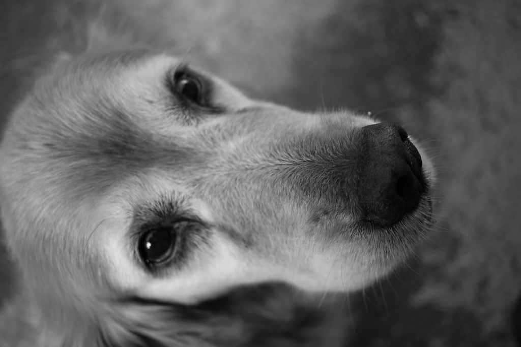 今日もお宿番のみゅうちゃん