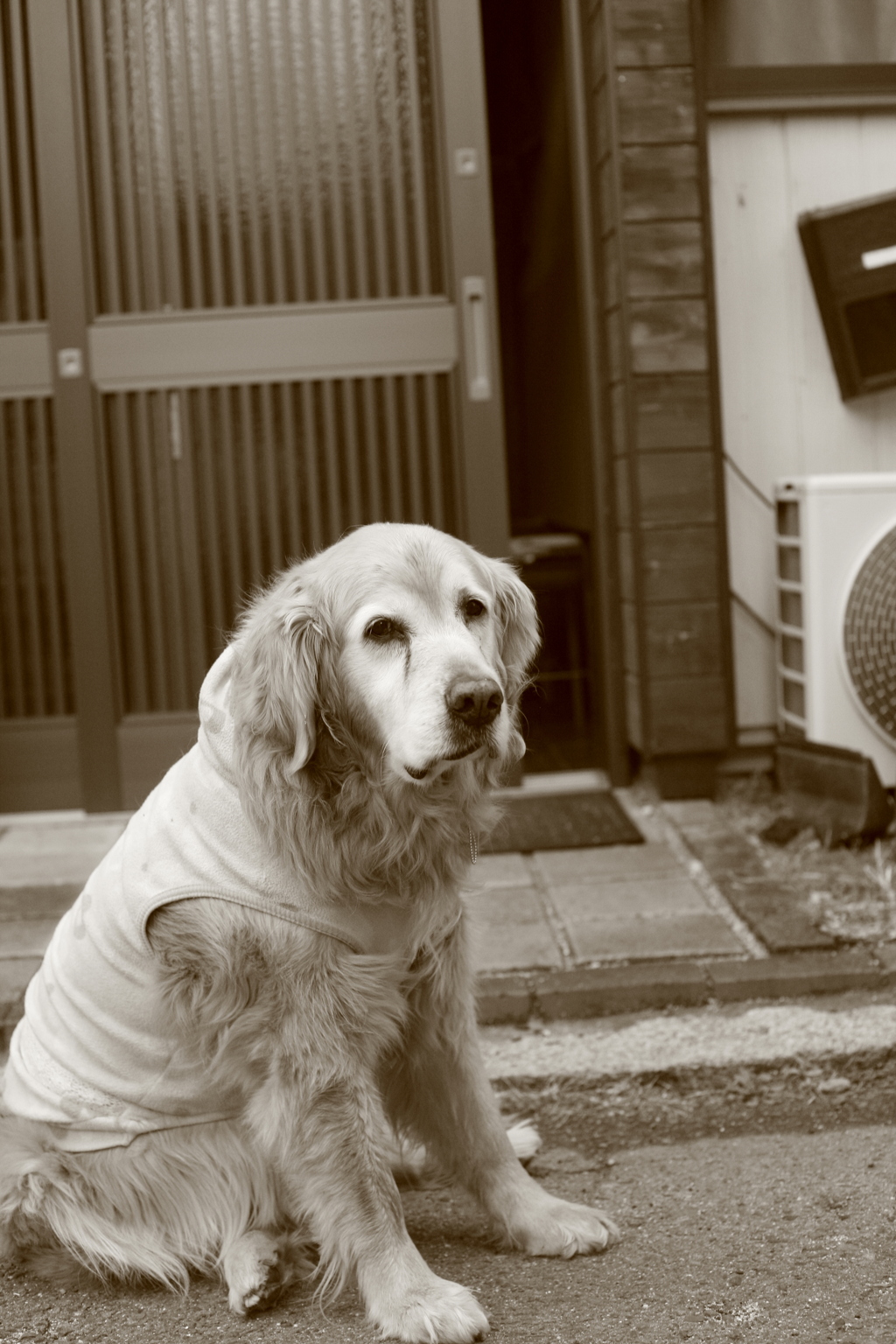お宿番してるみゅうちゃん