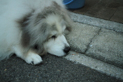 今日もココ様は元気