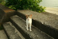 グーグルクロームが壊れて、