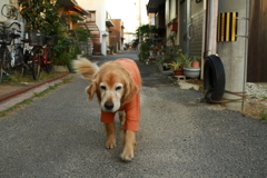 やってくるみゅうちゃん