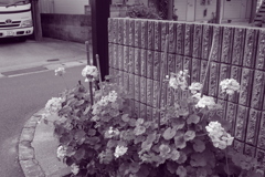 道端に小さな花が咲いている　それを幸せと感じたい