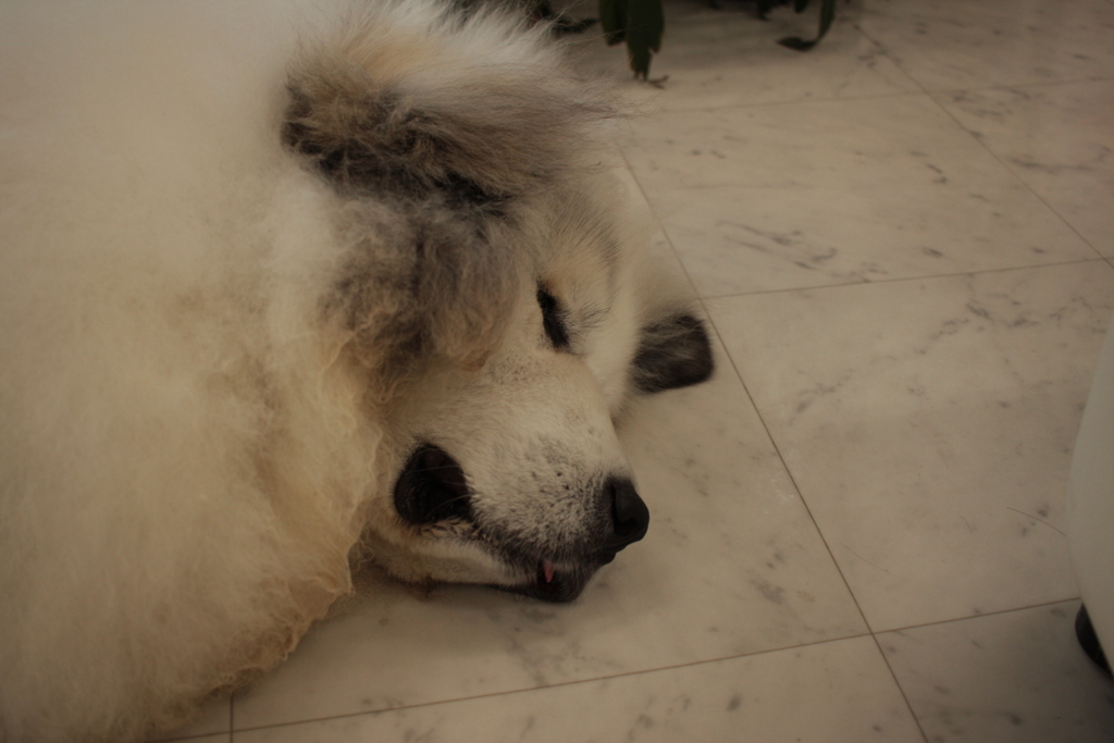 今日もお店番のココちゃん