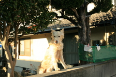 番犬してるダイちゃん