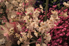 ココさん所の桜