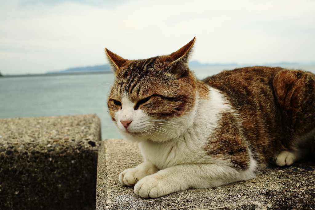 トム君の後ろ足がなかなか治らなくて