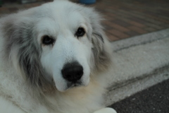 ココちゃん＠おかべ薬局