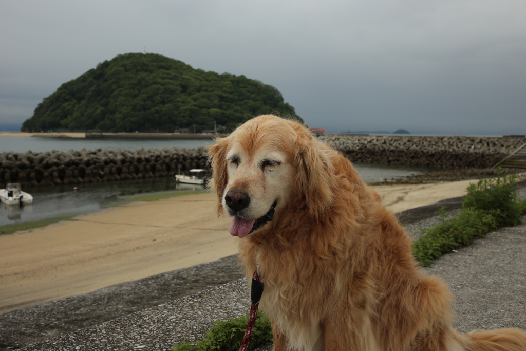 みゅうちゃんと昼散歩