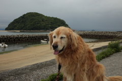 みゅうちゃんと昼散歩