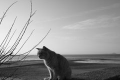 雨＠2018-03-05　昨日のモノクロ