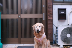 ドアが新しくなった