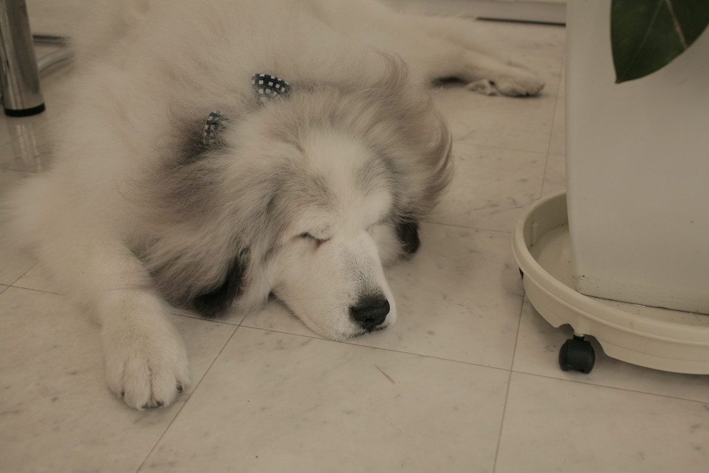 今日もお店番してるココさん