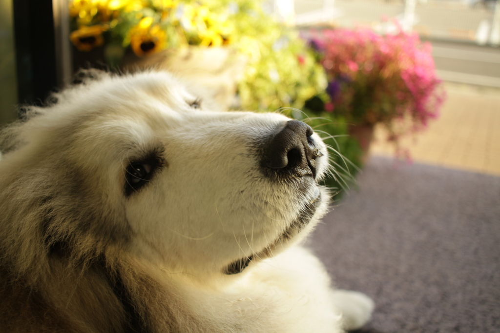 ゲロッピしちゃうから2，3日絶食のココ様