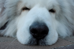 ココちゃんは無敵のかわいさ