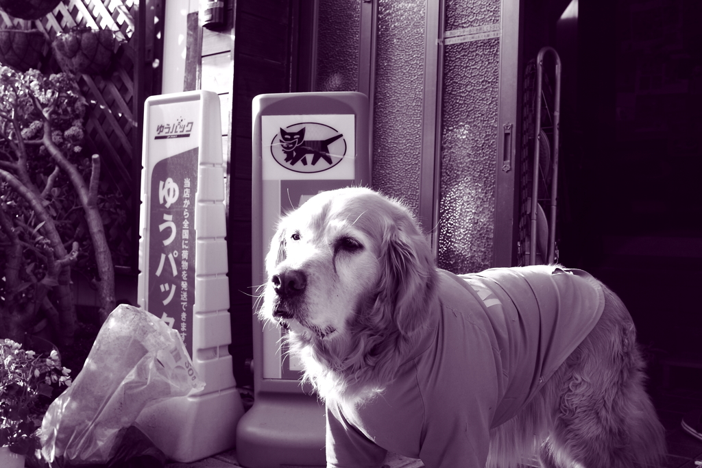 昨日の写真　調色紫