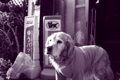 昨日の写真　調色紫