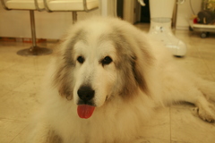 ペロペロしてくれたココさん