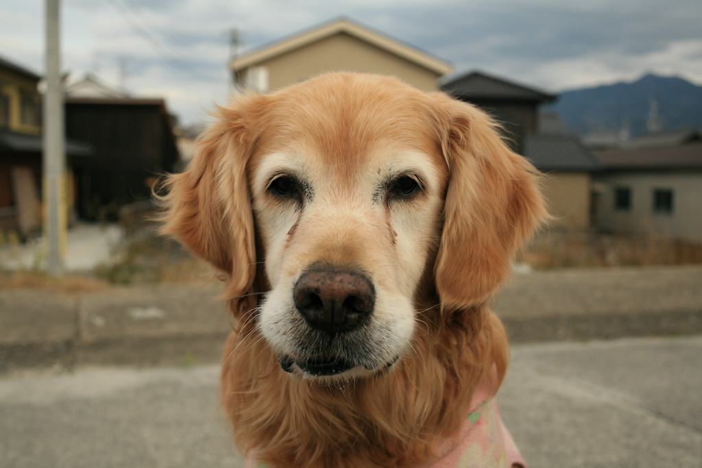 わんわんビスケットが欲しいみゅうちゃん