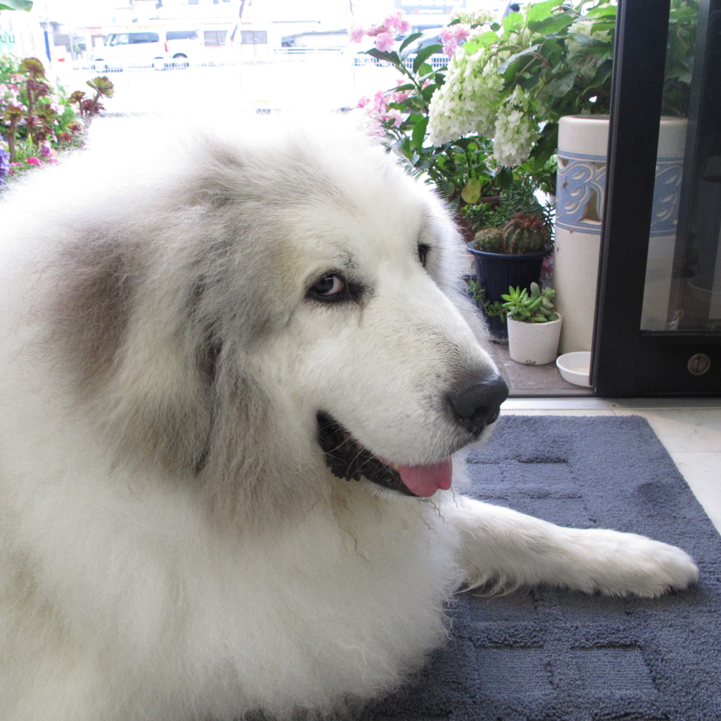 門番してるココさん