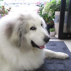 門番してるココさん