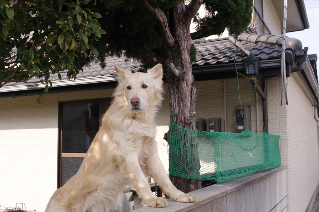 番犬してるダイちゃん