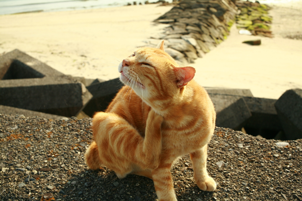 かいかいしてるマルちゃん