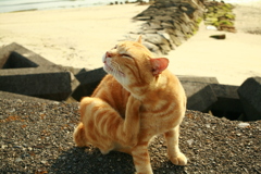 かいかいしてるマルちゃん