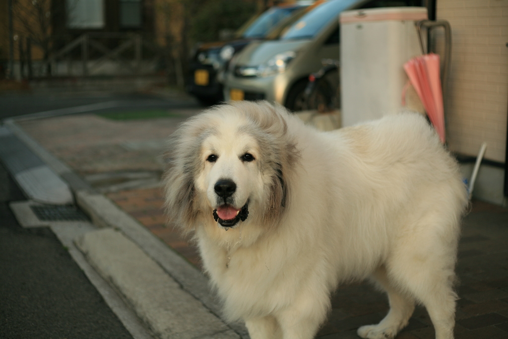 笑顔のココさん