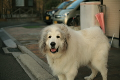 笑顔のココさん