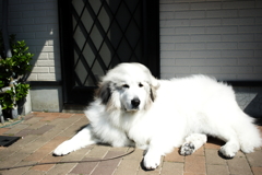 シャンプー行ってフワッフワなココちゃん