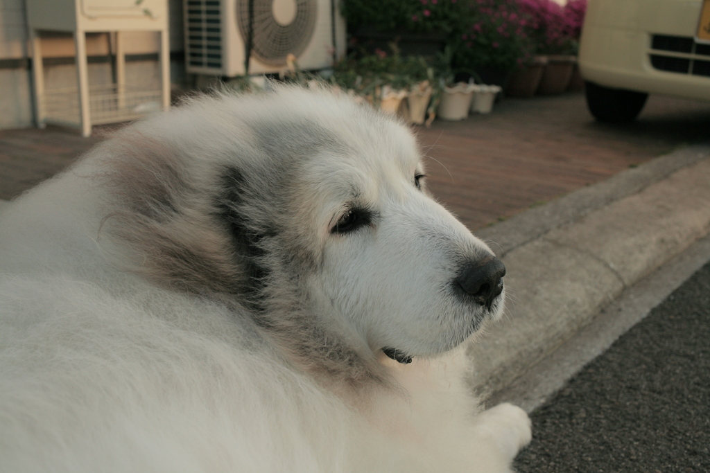 今日も元気なココさん