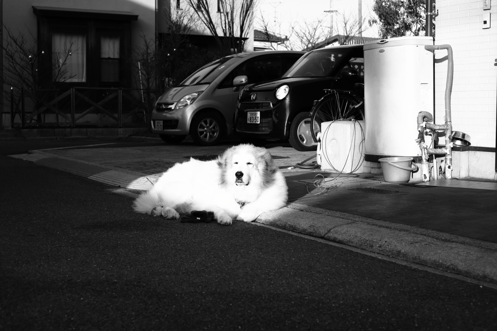 モノクロ＠2019-01-22