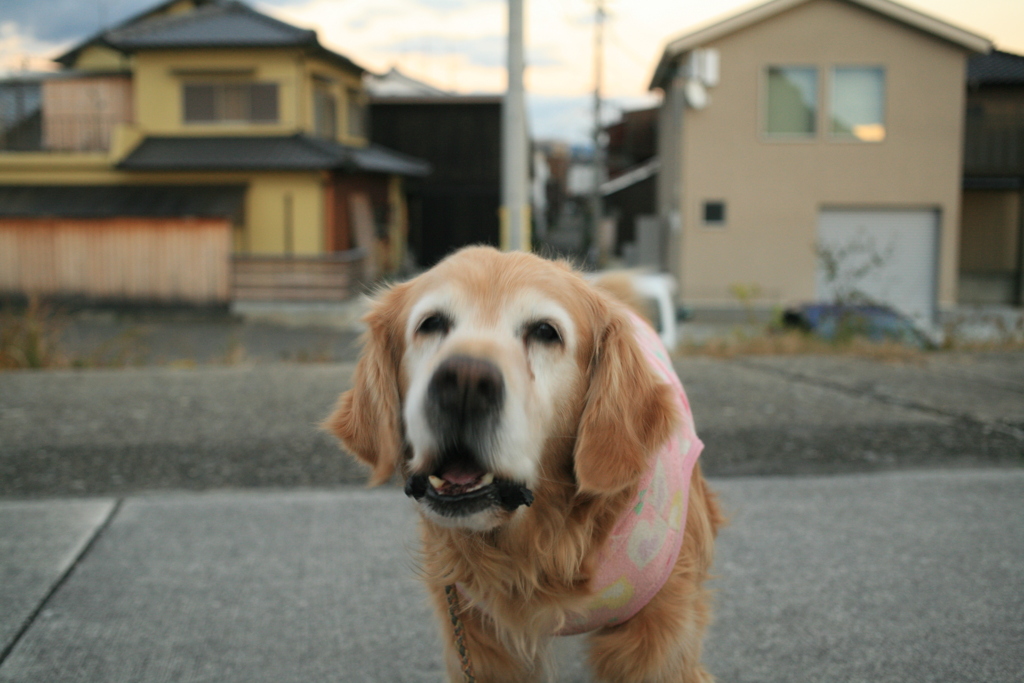 おやつビスケットほしくて吠えるみゅうちゃん