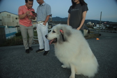 ご家族さんと散歩のココさん