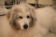 今日もお店番してるココちゃん