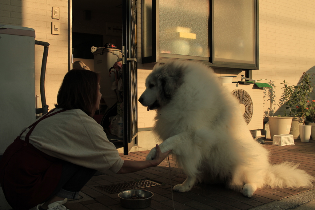 ご飯前のおかわり