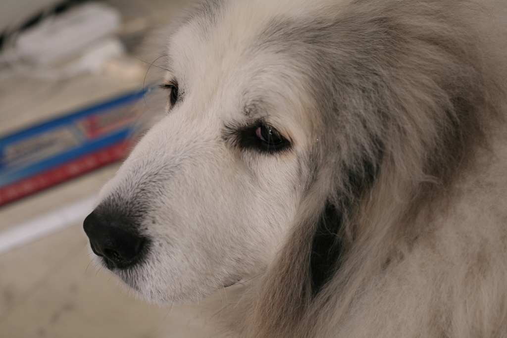 お店番してるココさん