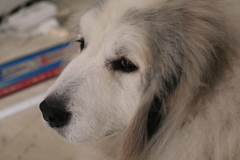 お店番してるココさん