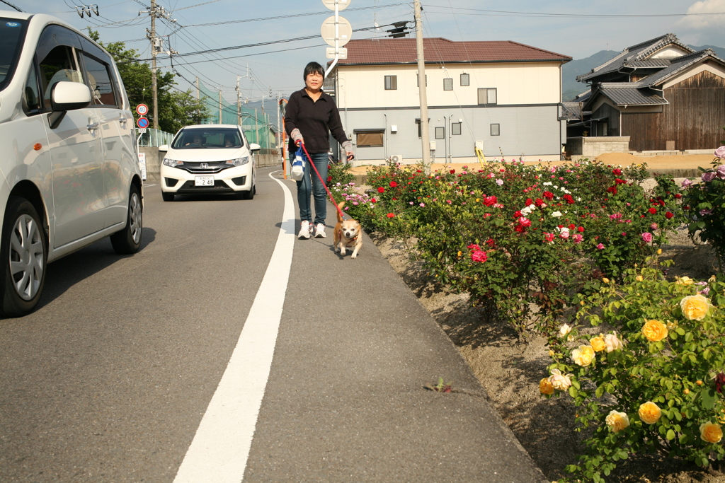 おかあさんと散歩するアイちゃん