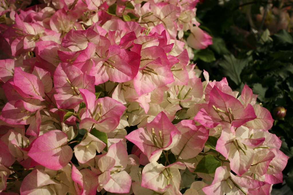 スーパーで売ってた花