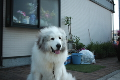 今朝もココちゃんは元気