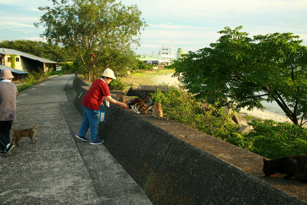 おばちゃんずと猫