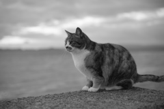 ねこ