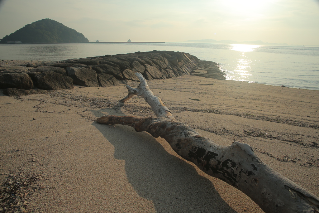 浜の流木