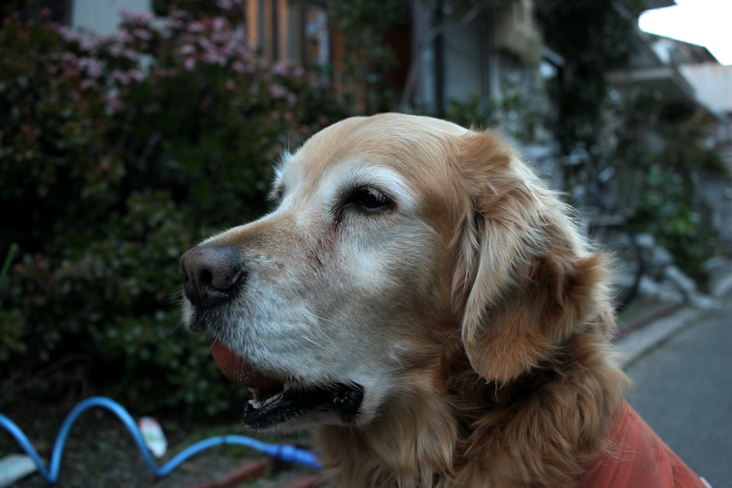 9才になったみゅうちゃん