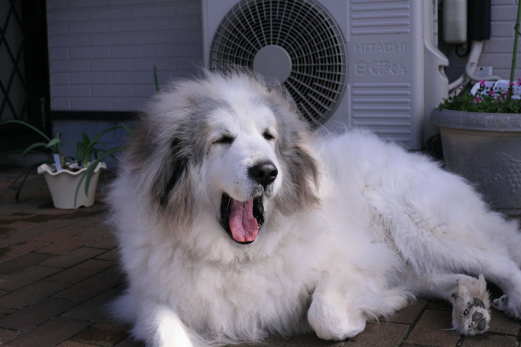 お昼、番犬してるココさん