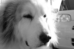 今日も元気なココちゃん