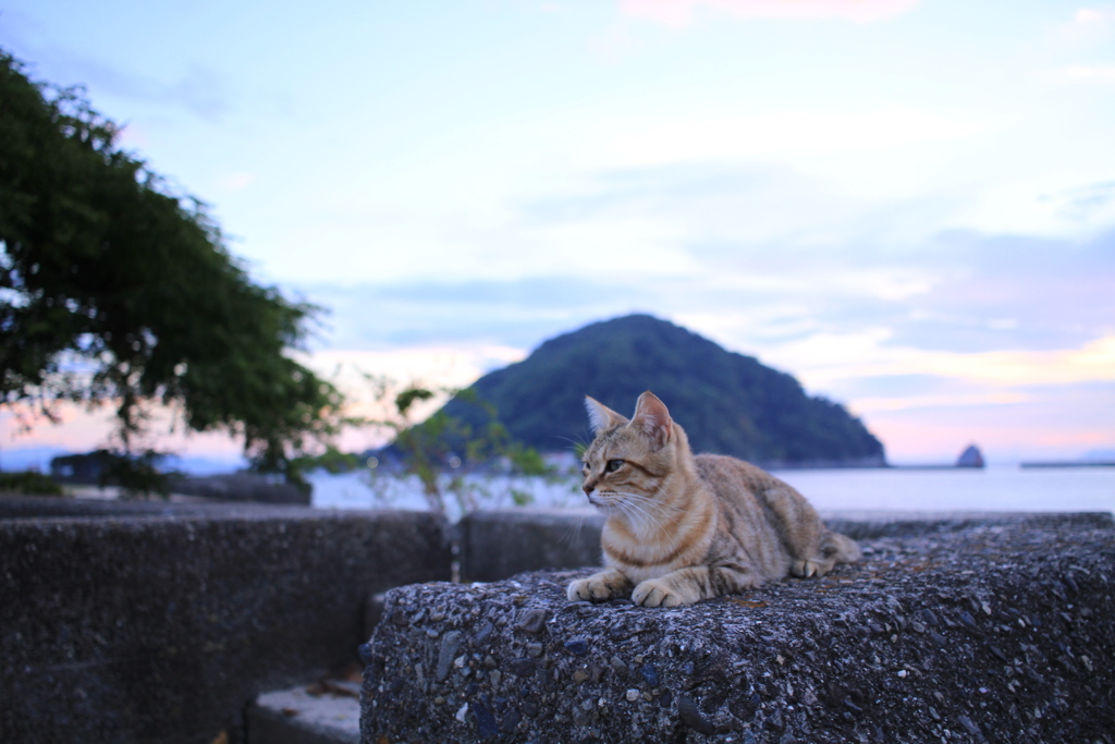 猫と鹿島