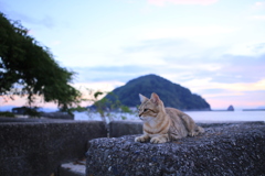 猫と鹿島