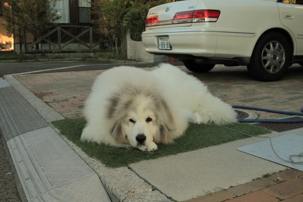 今日のココちゃんは賢かった